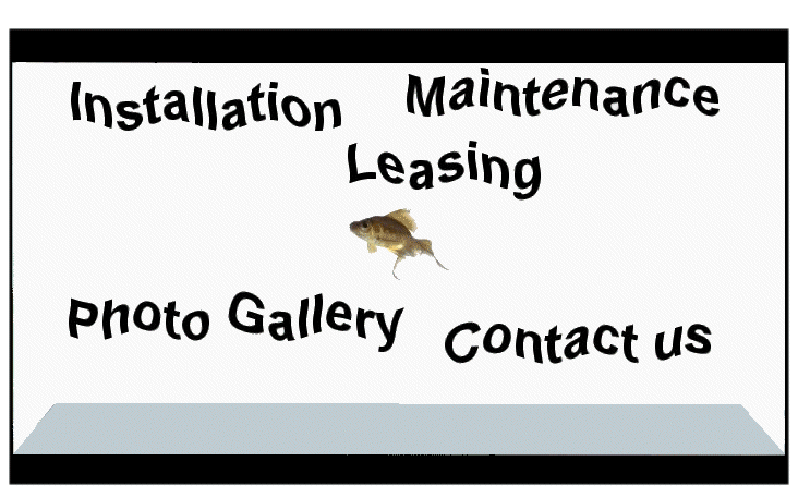 Aquarium Maintenance Company offers Maintenace,servicing,rental and cleaning to fish tanks and 