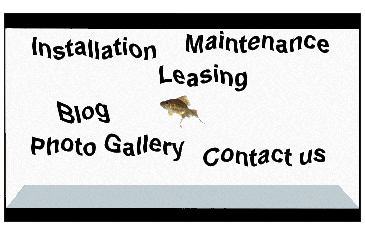 Aquarium Maintenance Company offers Maintenace,servicing,rental and cleaning to fish tanks and 