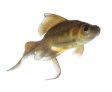 Aquarium Maintenance - London, Surrey, Hampshire.