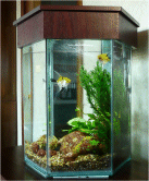  Aquarium Cleaning