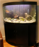 We offer various maintenance and cleaning services for your fish tank.